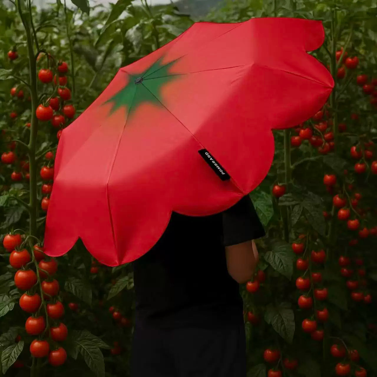 fresh tomato umbrella